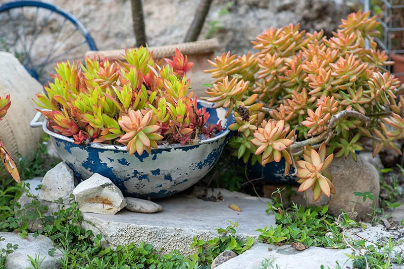 Succulents being grown in a recycled old colander