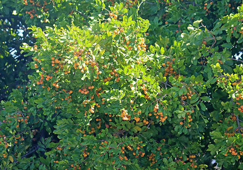 Tuckeroo – Cupaniopsis anacardioides