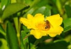 Twining Guinea Flower or Snake Vine (Hibbertia scandens)