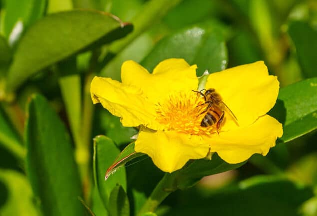Twining Guinea Flower or Snake Vine (Hibbertia scandens)