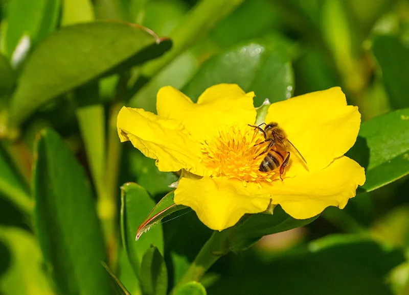 Twining Guinea Flower or Snake Vine (Hibbertia scandens)