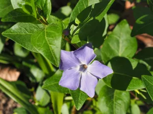 Vinca major - Greater Periwinkle