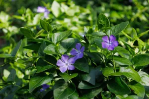 Vinca major - Greater Periwinkle