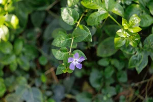 Vinca minor - Lesser Periwinkle