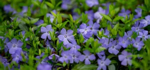 Vinca minor - Lesser Periwinkle or Common Periwinkle
